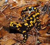 Corsican fire salamander (Salamandra corsica) Corsican fire salamander,Salamandra corsica