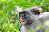 Kirk's red colobus with leaf in mouth, portrait primate,portrait,feeding,side view,eating,teeth,primates,monkey,monkeys,Africa,leaves,endangered,mammals,mammal,mammalia,plants,Procolobus,Chordata,Scrub,Herbivorous,Endangered,Primates,Mammalia,Anima