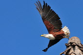 African fish-eagle taking off from launch taking off,flying,eagles,birds of prey,action,flight,wings,behaviour,bird of prey,birds,aves,in flight,vertebrates,Chordates,Chordata,Aves,Birds,Accipitridae,Hawks, Eagles, Kites, Harriers,Ciconiiform