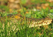 Nile crocodile portrait portrait,reptiles,reptile,reptilian,teeth,head,face,rivers,crocodilians,crocodylia,close-up,Chordata,Fresh water,Terrestrial,Crocodylidae,Crocodylia,Least Concern,Animalia,Africa,Brackish,Crocodylus,R