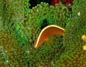 Orange anenomefish amongst anemone tentacles clownfish,anenome,protection,underwater,tropical,Yellow Clownfish,Yellow skunk clownfish,fish,marine,underwater photography,coral reef,vertebrates