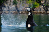 Orca tail fluke killer whale,diving,tail,cetacean,cetacea,behaviour,fluke,mammal,mammals,marine,oceans,motion,movement,swimming,splash,vertebrate,endangered,dolphins,Chordates,Chordata,Cetacea,Whales, Dolphins, and P