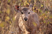 Sambar deer portrait portrait,deer,mammal,mammals,mammalia,Artiodactyla,cervids,cervidae,vertebrate,close-up,cute,Cervidae,Deer,Chordates,Chordata,Even-toed Ungulates,Mammalia,Mammals,Coniferous,Terrestrial,Rusa,Rainfores