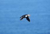Atlantic puffin in flight, side view flight,flying,birds,aves,vertebrates,action,wings,Charadriiformes,Alcidae,Ciconiiformes,Herons Ibises Storks and Vultures,Auks, Murres, Puffins,Aves,Birds,Chordates,Chordata,Flying,Carnivorous,Animali