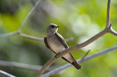 Brown-chested martin perched on branch Least Concern,Aves,birds,perching,perched,passerines,passeriformes,songbirds,songbird,vertebrate