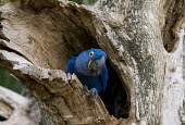 Hyacinth macaw in tree hole parrot,parrots,aves,birds,blue,colourful,nests,nest,vertebrates,tropical,Endangered,Animalia,Psittaciformes,hyacinthinus,Appendix II,Psittacidae,Savannah,Wetlands,Herbivorous,Scrub,Chordata,South Amer