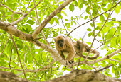 Brown howler monkey in tree climbing,primate,low angle,new world monkeys,monkeys,vertebrate,mammals,Alouttidae,Atelidae,biodiversity hotspot,in tree,Primates,Appendix II,guariba,Least Concern,South America,Forest,Mammalia,Alouat