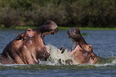 Hippopotamus fighting fighting,conflict,hippo,action,behaviour,splash,mammals,mammalia,vertebrate,water,aggression,jaws,Ungulates,even-toed ungulates,freshwater,gape,wallow,rival,rivalry,Hippopotamidae,Hippopotamuses,Mamma