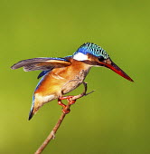 Malachite kingfisher Aves,river kingfisher,birds,vertebrates,perching,kingfishers,coraciiformes,profile,wings