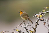 Robin perched on branch Birds,aves,vertebrate,cute,perching,perched,muscicapidae,Aves,Perching Birds,Passeriformes,Chordates,Chordata,Old World Flycatchers,Muscicapidae,rubecula,Common,Temperate,Turdidae,Flying,Animalia,Euro
