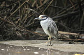 Yellow-crowned night heron at water's edge Birds,aves,vertebrate,Ardeidae,herons,standing,Aves,Chordates,Chordata,Ciconiiformes,Herons Ibises Storks and Vultures,Herons, Bitterns,Forest,South America,Carnivorous,Sub-tropical,Nyctanassa,Aquatic