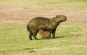 Capybara with young young,infant,mother,parent,rodent,rodentia,caviidae,pantanal wetlands,babies,baby,family,female,juvenile,mammal,mammalia,vertebrate,Chordates,Chordata,Guinea Pig, Wild Cavies, and the Capybara,,Caviid