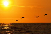 Group of pelicans flying over ocean at sunset sunset,group,flock,pelicans,pelecanidae,pelecaniformes,aves,birds,vertebrates,flying,in flight,movement,ocean,sea,orange