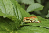 Pacific Tree Frog Pseudacris regilla,Pacific Tree Frog,Pacific Chorus Frog,landscape,sitting,leaf,green,amphibian,Anura,vertebrate,wildlife,North America,frogs,Wild