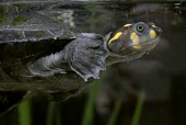 Young yellow-headed sideneck turtle swimming underwater Young,unifilis,Reptilia,Chordata,Animalia,Podocnemididae,Wetlands,Vulnerable,South America,Streams and rivers,Omnivorous,Appendix II,Podocnemis,Testudines,Ponds and lakes,Aquatic,Terrestrial,IUCN Red