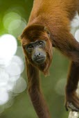 Portrait of captive Colombian red howler monkey, hanging from branch Adult,Least Concern,Alouatta,South America,Terrestrial,Atelidae,Primates,Forest,Mammalia,Tropical,Animalia,Herbivorous,Chordata,IUCN Red List,Sub-tropical