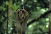 Dominant male Sunda pig-tailed macaque showing eyebrow raising threat display Adult Male,Adult,Intra-specific behaviours,Mammalia,Mammals,Chordates,Chordata,Old World Monkeys,Cercopithecidae,Primates,Animalia,Vulnerable,Asia,Terrestrial,Omnivorous,nemestrina,Macaca,Rainforest,I
