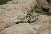 Sechura fox lying down Habitat,Adult,Species in habitat shot,South America,Chordata,Pseudalopex,Terrestrial,Canidae,Agricultural,Desert,Forest,Near Threatened,Animalia,IUCN Red List,Mammalia,Carnivora