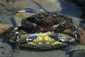 Common shore crabs mating Aquatic,Animalia,Coastal,Carnivorous,Carcinus,Arthropoda,Decapoda,Common,Europe,Estuary,Crustacea,Portunidae,Shore,Terrestrial