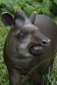 Close-up of a lowland tapir Adult,Chordates,Chordata,Perissodactyla,Odd-toed Ungulates,Mammalia,Mammals,Tapirs,Tapiridae,Rainforest,Tapirus,Appendix II,Streams and rivers,terrestris,Animalia,Herbivorous,South America,Terrestrial