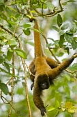 Poeppig's woolly monkey hanging from tail, captive Adult,Animalia,poeppigii,Arboreal,Sub-tropical,Primates,Lagothrix,Near Threatened,Mammalia,Chordata,Atelidae,South America,Herbivorous,Rainforest,IUCN Red List,Vulnerable