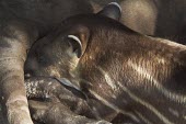 Young lowland tapir suckling Suckling,Reproduction,Chordates,Chordata,Perissodactyla,Odd-toed Ungulates,Mammalia,Mammals,Tapirs,Tapiridae,Rainforest,Tapirus,Appendix II,Streams and rivers,terrestris,Animalia,Herbivorous,South Ame