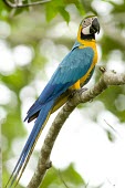Blue-and-yellow macaw on a branch Adult,Parakeets, Macaws, Parrots,Psittacidae,Parrots,Psittaciformes,Chordates,Chordata,Aves,Birds,IUCN Red List,Flying,South America,Ara,Least Concern,Terrestrial,Animalia,North America,Appendix II,CI