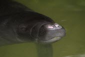 Amazonian manatee breathing at the surface of the water Adult,Dugongs, Sea Cows, and Manatees,Sirenia,Mammalia,Mammals,Trichechidae,Manatees,Chordates,Chordata,South America,Streams and rivers,inunguis,Animalia,Trichechus,Herbivorous,Vulnerable,Appendix I,