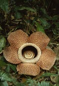 Rafflesia keithii flower in rainforest Flower,Not Evaluated,Terrestrial,Rafflesia,Asia,Rafflesiaceae,Tracheophyta,Magnoliopsida,Photosynthetic,Tropical,Plantae,Proteaceae