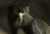 Bioko putty-nosed guenon portrait Adult,Arboreal,Omnivorous,Africa,Primates,Tropical,Chordata,Least Concern,Cercopithecidae,Animalia,Mammalia,Cercopithecus,nictitans,Appendix II,IUCN Red List