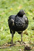 Front profile of horned screamer Adult,Aves,Terrestrial,Anseriformes,Chordata,Least Concern,Herbivorous,Anhimidae,Anhima,South America,IUCN Red List,Animalia