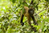 Poeppig's woolly monkey on a branch, captive Adult,Animalia,poeppigii,Arboreal,Sub-tropical,Primates,Lagothrix,Near Threatened,Mammalia,Chordata,Atelidae,South America,Herbivorous,Rainforest,IUCN Red List,Vulnerable