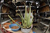 Selling medicinal plants including Aloe vera Other (History, folklore, use by man),Leaves,Mature form,Terrestrial,Not Evaluated,Photosynthetic,Tracheophyta,IUCN Red List,Liliopsida,Aloe,Plantae,Aloeaceae,Liliales