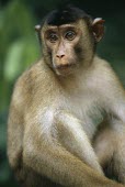 Juvenile Sunda pig-tailed macaque Juvenile,Mammalia,Mammals,Chordates,Chordata,Old World Monkeys,Cercopithecidae,Primates,Animalia,Vulnerable,Asia,Terrestrial,Omnivorous,nemestrina,Macaca,Rainforest,IUCN Red List