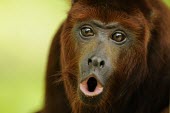 Captive Colombian red howler monkey howling What does it sound like ?,Territorial calls,Adult,Alouatta seniculus,Colombian red howler monkey,Primates,Mammalia,Mammals,Chordates,Chordata,Colombian red howling monkey,Coto Mono,Mono Cotudo,Mono Co
