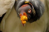King vulture portrait Adult,Chordates,Chordata,Storks,Ciconiidae,Ciconiiformes,Herons Ibises Storks and Vultures,Aves,Birds,Falconiformes,Tropical,Sarcoramphus,Cathartidae,Flying,Least Concern,Carnivorous,papa,South Americ