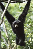 Siamang hanging from branch with both arms Adult,Chordates,Chordata,Hylobatidae,Gibbons,Mammalia,Mammals,Primates,syndactylus,Terrestrial,Omnivorous,Appendix I,Asia,Symphalangus,Animalia,Endangered,Tropical,IUCN Red List