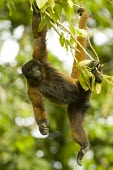 Poeppig's woolly monkey hanging from arms and tail, captive Adult,Animalia,poeppigii,Arboreal,Sub-tropical,Primates,Lagothrix,Near Threatened,Mammalia,Chordata,Atelidae,South America,Herbivorous,Rainforest,IUCN Red List,Vulnerable