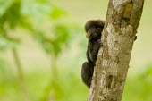 Goeldi's monkey on branch Adult,Cebidae,Marmosets, Tamarins, Capuchin Monkeys And Squirrel Monkeys,Chordates,Chordata,Mammalia,Mammals,Primates,Animalia,Near Threatened,Appendix I,Omnivorous,Callitrichidae,South America,Arbore