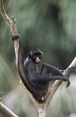 Peruvian spider monkey demonstrating use of prehensile tail Adult,Animalia,Omnivorous,chamek,Endangered,Primates,South America,Arboreal,Rainforest,Mammalia,Atelidae,Appendix II,Ateles,Sub-tropical,Chordata,IUCN Red List