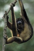 Black howler monkey male hanging from branch, showing prehensile tail Adult Male,Adult,Primates,South America,Least Concern,Atelidae,IUCN Red List,Appendix II,CITES,Terrestrial,Forest,Herbivorous,Mammalia,Alouatta,Chordata,Tropical,Animalia