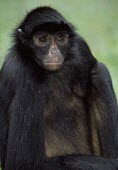 Peruvian spider monkey close up Adult,Animalia,Omnivorous,chamek,Endangered,Primates,South America,Arboreal,Rainforest,Mammalia,Atelidae,Appendix II,Ateles,Sub-tropical,Chordata,IUCN Red List