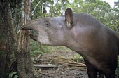 Side view of a lowland tapir's head Adult,Chordates,Chordata,Perissodactyla,Odd-toed Ungulates,Mammalia,Mammals,Tapirs,Tapiridae,Rainforest,Tapirus,Appendix II,Streams and rivers,terrestris,Animalia,Herbivorous,South America,Terrestrial
