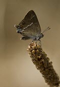 Blue Spot Hairstreak Blue Spot Hairstreak,Satyrium spini,Spanish Pyrenees,Insect,Insecta,Butterfly,Lepidoptera,Lycaenidae,Perched,Adult,Invertebrate,Wings,Europe,Spain,Wild