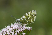 Female Orange Tip Orange Tip,Anthocharis cardamines,Valerian,French Alps,Insecta,Insect,Butterfly,Lepidoptera,Invertebrate,Pieridae,Perched,Female,Close Up,Europe,France,Wild,Anthocharis,Urban,Agricultural,Flying,Anima