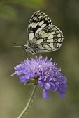 Marbled White on Field Scabious Griffon Vulture,Spain,Europe,Spanish Pyrenees,Gyps fulvus,Aves,Birds,Vulture,Accipitridae,Least Concern,Head,eyes,Beak,tongue,close up,profile,side view,portrait,United Kingdom,Britain,British Species