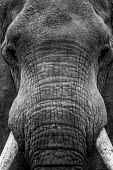 African elephant close up Luke Massey Africa,African Elephant,elephants,face,close up,Loxodonta,Mammalia,Mammoths,Mastodons,wild,endangered,terrestrial,black and white,eyes,skin,wrinkled,vertebrate,Elephants,Elephantidae,Chordates,Chordata,Elephants, Mammoths, Mastodons,Proboscidea,Mammals,Appendix I,Appendix II,Savannah,Herbivorous,Terrestrial,Animalia,Convention on Migratory Species (CMS),africana,Vulnerable,IUCN Red List