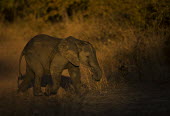 Young African elephant walking Africa,African Elephant,elephant,calf,baby,young,grassland,Herbivorous,Loxodonta,Mammals,savannah,savanna,Pachyderm,Cute,walking,endangered,profile,vertebrate,Elephants,Elephantidae,Chordates,Chordata