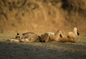 Two juvenile African lions lying down Africa,lion,big cat,carnivores,carnivora,cat,desert,endangered,leo,Mammals,Panthera,resting,Terrestrial,vertebreate,Vulnerable,lying,sun,playing,playful,cute,Wild,Cats,Felidae,Felid,relaxing,two,sleep