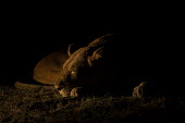 African lion sleeping at night Africa,lion,big cat,night,African lion,Carnivora,Carnivores,Cats,Chordates,Chordata,Leo,Wild,Vulnerable,Mammals,Felidae,felid,sleeping,resting,lying down,relaxing,asleep,nightime,dark,vertebrate,Mamma
